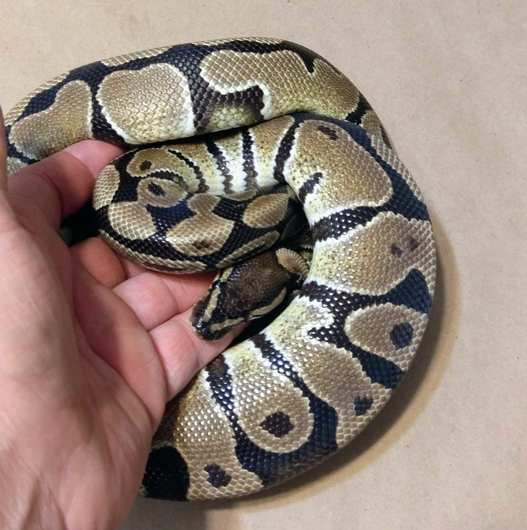 List 104+ Pictures Pictures Of Pet Snakes Completed