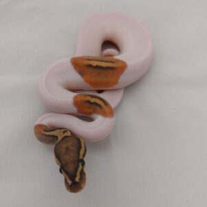 M Ghost Pied