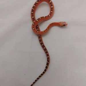 Male Scaleless Red Blooded Corn Snake