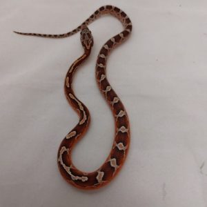 Male Pied Sided Corn Snake