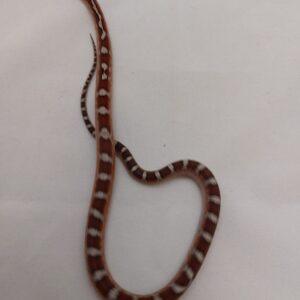Male Pied Sided Corn Snake