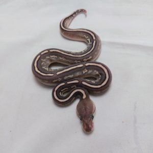 Female Butter Fire Yellowbelly