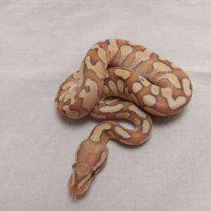 Male Butter Enchi Possible Fire